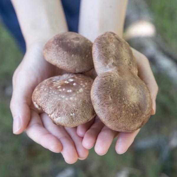 しいたけ 訳あり 1kg 国産 生シイタケ 八ヶ岳の菌床椎茸 お取り寄せ サスティナブル 香り控えめ お歳暮｜8katte｜02