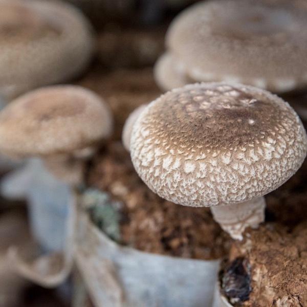 しいたけ 訳あり 1kg 国産 生シイタケ 八ヶ岳の菌床椎茸 お取り寄せ 