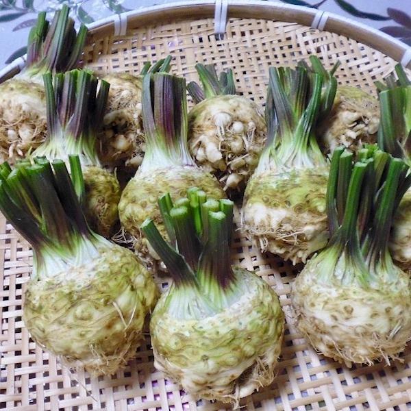 訳あり 八ヶ岳産 無農薬 セルリアック 3個セット セロリアック 根セロリ セロリラブ 栽培期間中農薬 化学肥料不使用 8i 48 04 ハチカッテ ヤフー店 通販 Yahoo ショッピング
