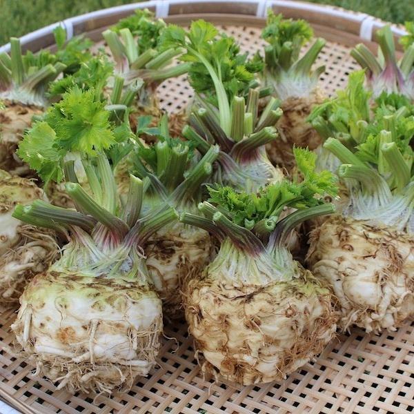 訳あり 八ヶ岳産 無農薬 セルリアック 3個セット セロリアック 根セロリ セロリラブ 栽培期間中農薬 化学肥料不使用 8i 48 04 ハチカッテ ヤフー店 通販 Yahoo ショッピング