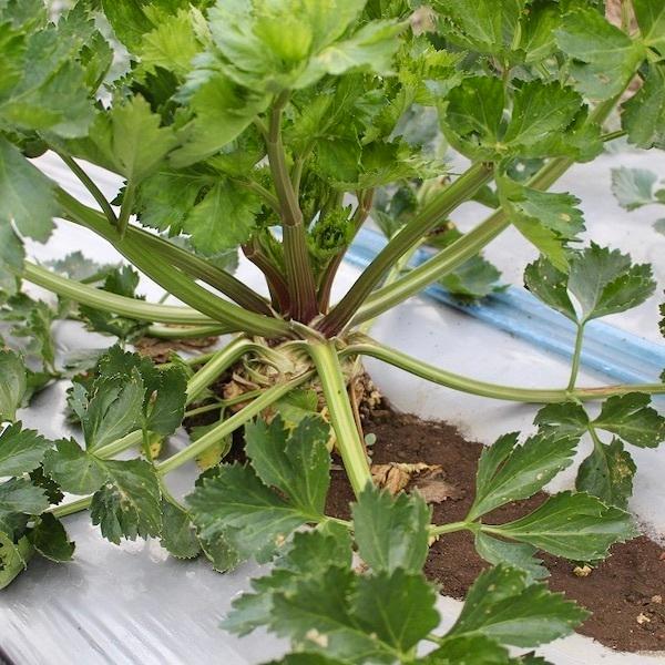 訳あり 八ヶ岳産 無農薬 セルリアック 3個セット セロリアック 根セロリ セロリラブ 栽培期間中農薬 化学肥料不使用 8i 48 04 ハチカッテ ヤフー店 通販 Yahoo ショッピング