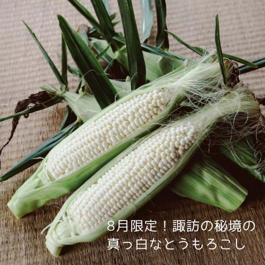 真っ白なとうもろこし 甘い 雑味なし ホワイトコーン 八ヶ岳の里山の