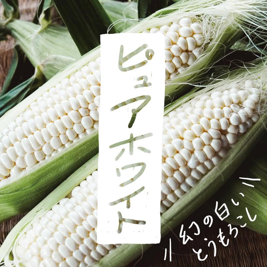 真っ白なとうもろこし 甘い 雑味なし ホワイトコーン 八ヶ岳の
