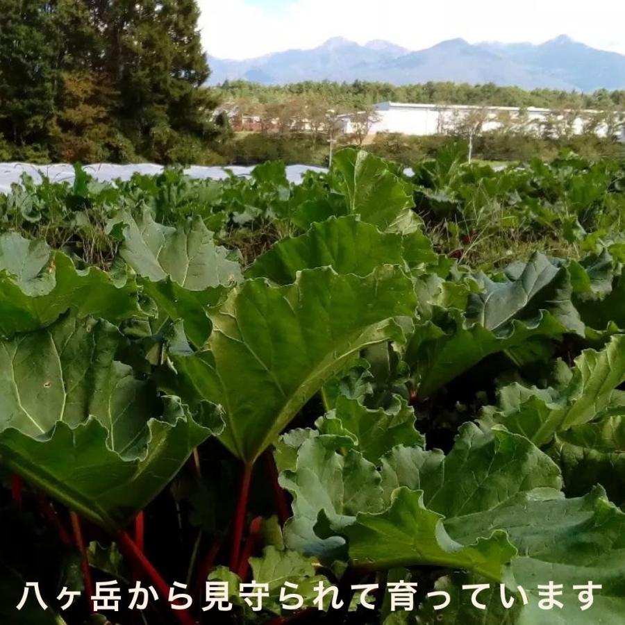 赤い ルバーブ 1kg 生ルバーブ 農薬不使用 冷蔵 長野県 八ヶ岳 富士見 