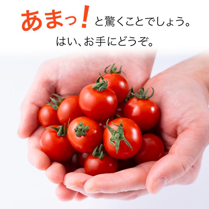 ミニトマト お取り寄せ ギフト 完熟 八ヶ岳 1.2kg 原村 きよみず ミニトマト お取り寄せ ギフト 完熟 八ヶ岳 1.2kg 原村 きよみず