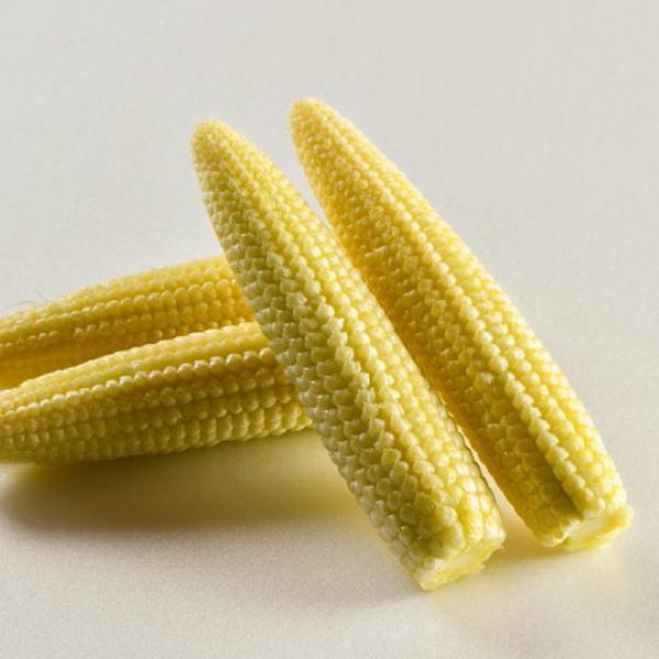 限定100セット 八ヶ岳生とうもろこしの皮付き 生ヤングコーン 2kg 約30本 超激レア Hamara 21 01 ハチカッテ ヤフー店 通販 Yahoo ショッピング