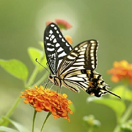 Nikon d3200 10 x High Definition 2要素クローズアップ(マクロ)レンズ( 52 mm ) 