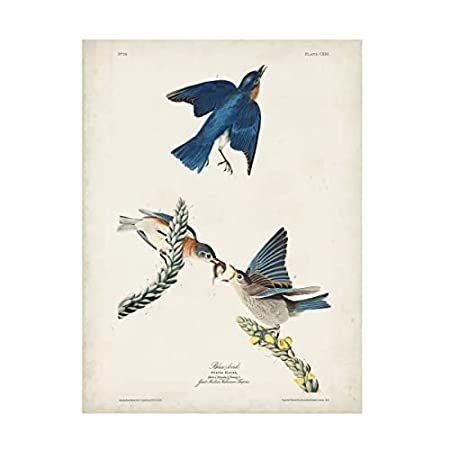 Trademark Fine Art 「青い鳥」キャンバスアート John James Audubon 18x24