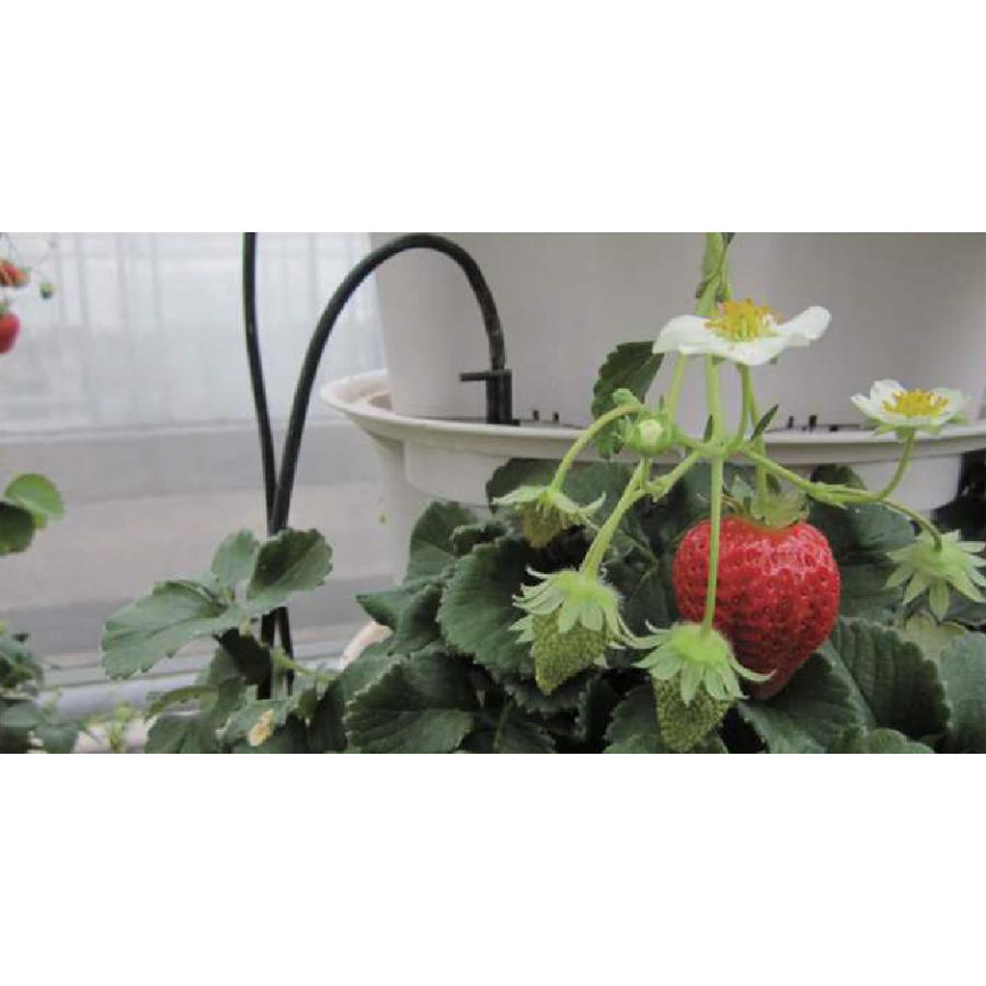 アイドロップL型スパイクセット SDi-L2×4 4本分岐 2L/時 チューブ