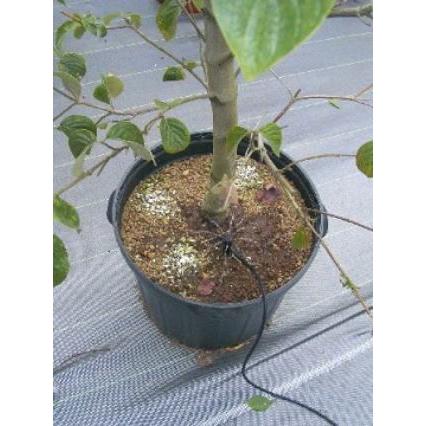 アジャストフロードリップチューブセット SD-8S-ST スパイク式