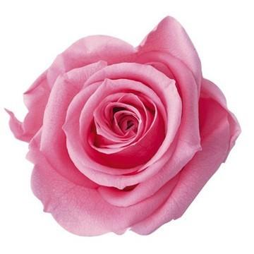 プリザーブドフラワー 花材 1輪売りアレンジ 資材 花資材 卸 ブリザーブドフラワー ローズ お値打ち バラ フロールエバー スタンダードローズ 59 以上節約