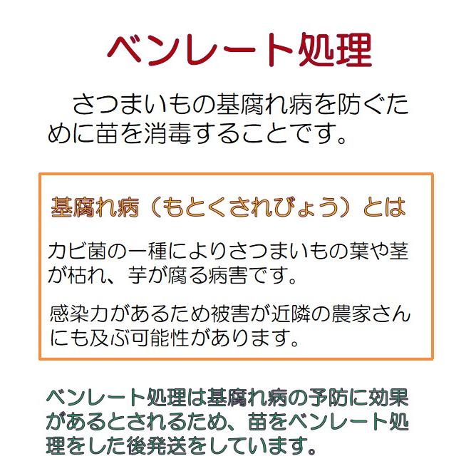 「予約販売」5月20日〜出荷分　紅はるか　切り苗10本　PVP　さつまいも 苗　海外持出禁止 サツマイモ 苗｜a-mirai｜04