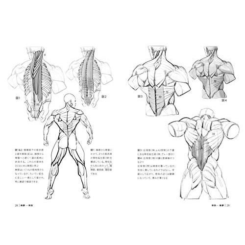 究極の筋肉ボディを描く (モルフォ人体デッサン ミニシリーズ