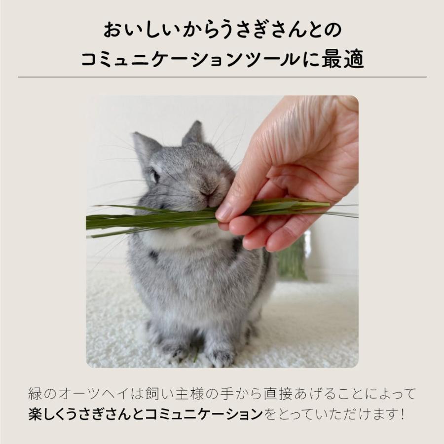 オーツヘイ うさぎさんの頬張る緑のオーツヘイ ストレート 70g×12袋