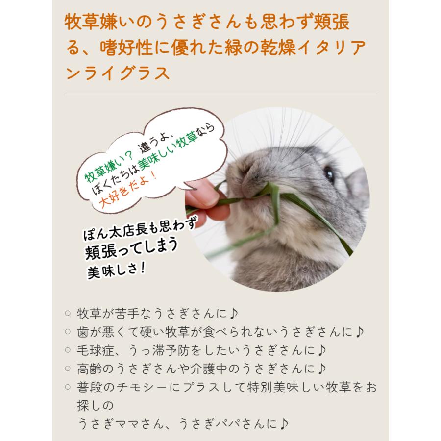 【Wooly 】2024年度産イタリアンライグラス　３袋　 うさぎのしっぽ Wooly 】2024年度産イタリアンライグラス 3袋 うさぎのしっぽ