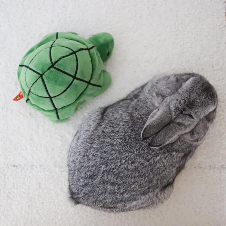 ミッフィー ブルーナファミリー カメ SSサイズ ぬいぐるみの