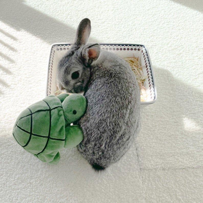 ミッフィー ブルーナファミリー カメ SSサイズ ぬいぐるみのセキグチ