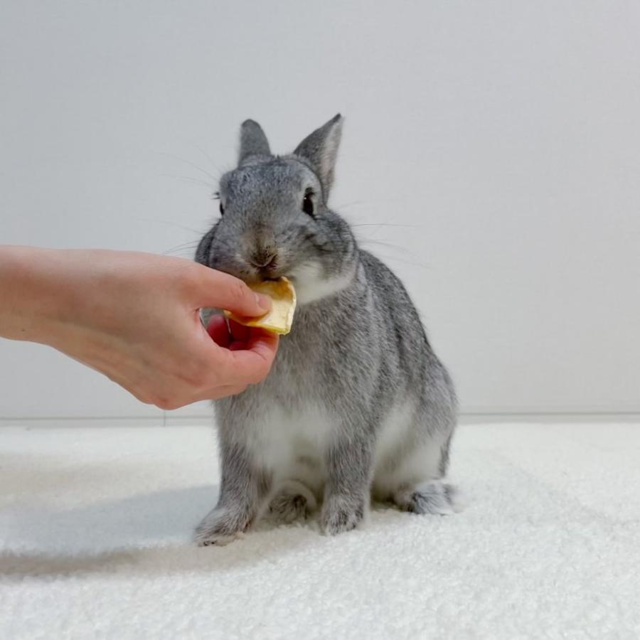 うさぎのおやつ りんご 青森のりんご農家さんが手摘みした うさぎさん