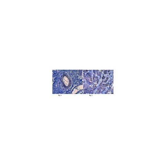 Anti-Laminin alpha 5， clone 4B12; 100 μL Merck MABT39 (62-8525-25)