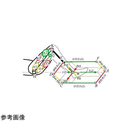 計算力学研究センター 実効筋力評価システム FEMS 年間保守  (67-3071-69)｜a1-shop｜04