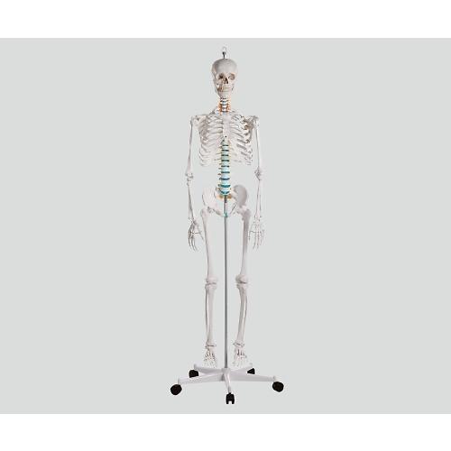 骨格モデル 178cm アズワン 2960 (8-8311-01)