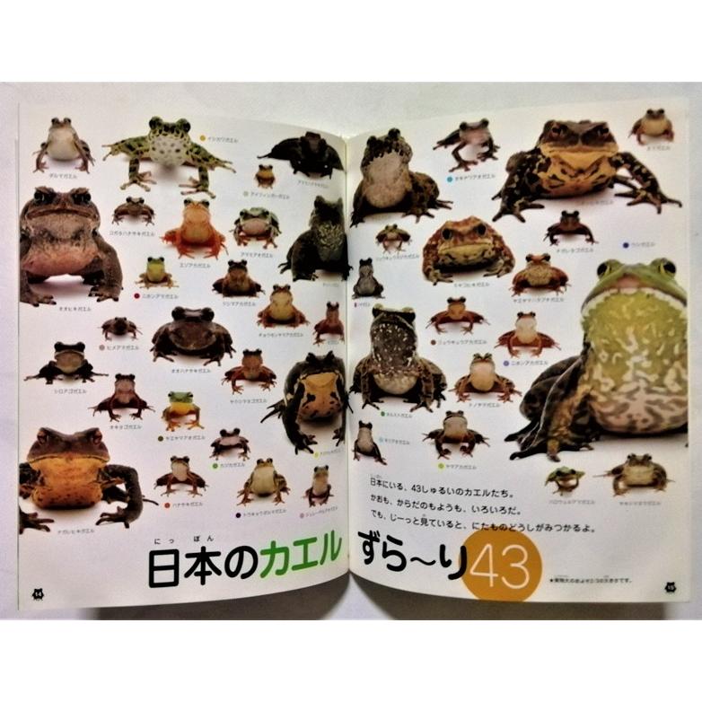 中古絵本 高岡昌江（文）松橋利光（写真）『 ずら〜りカエル ならべて