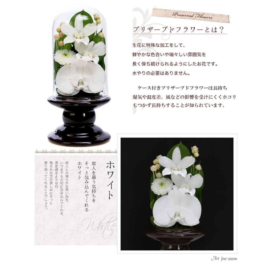アートフォーシーズン プリザーブドフラワー 仏花 ミニ 胡蝶蘭 ガラス
