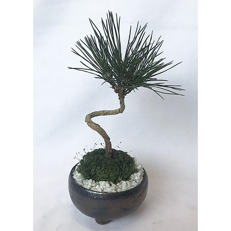 ビリー 手作りドールハウスキット ウッディハウスコレクション カフェ レストラン 11 Www Nlqp Com