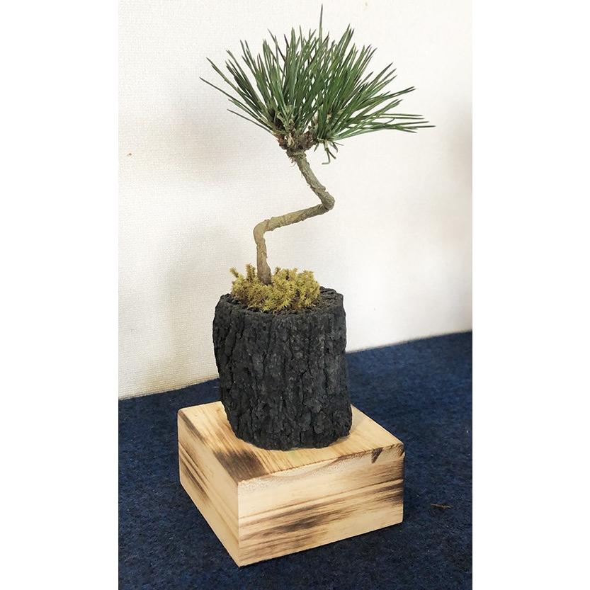 プリザーブド盆栽 B 6 黒松 くぬぎ黒炭 Gnb5500 06 01 アクアキャッスル 余暇楽屋 通販 Yahoo ショッピング