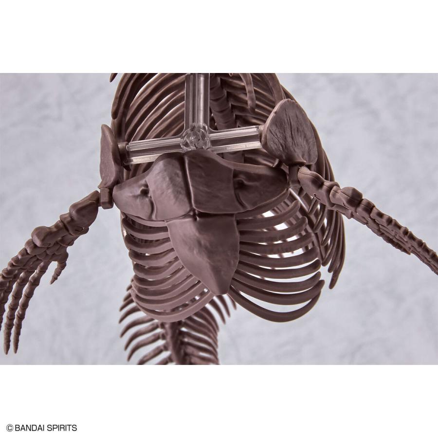 【外箱しわ、傷商品】バンダイスピリッツ 5065428 Imaginary Skeleton 1/32 モササウルス｜aaa-ibaraki｜08