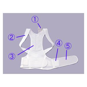 背中すっきり　フィットベルト　　　　　　　【男女兼用＆通気性の良い薄型タイプ】 |  | 01