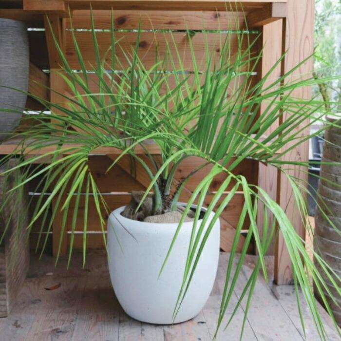 植木鉢 おしゃれ 軽い カンサラ L(2色) 43cm 14号 FRP プラスチック プランター 白 黒 鉢 室内 屋外 鉢植え 観葉植物 大型 塊根｜aarde-pot｜14