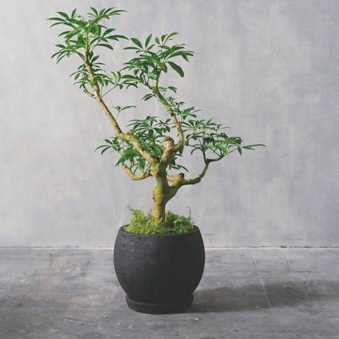 植木鉢 おしゃれ テラコッタ カイトボール 24cm 8号 底穴あり