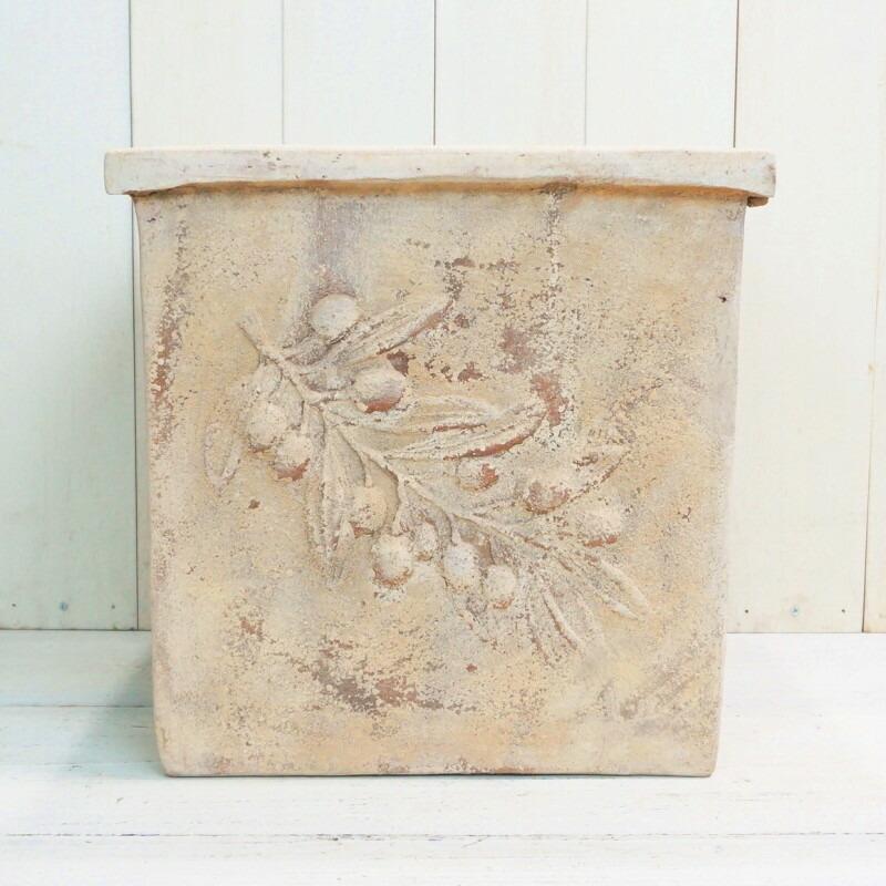 オリーブの木 約2.5メートル テラコッタ鉢 オリーブの木 約2.5メートル テラコッタ鉢 オリーブの木 約2.5メートル