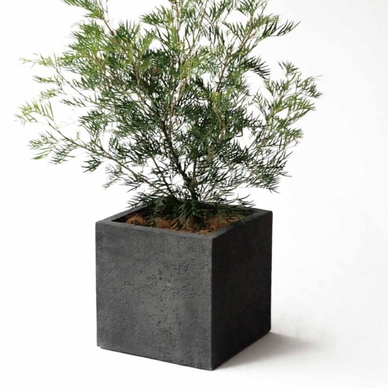 植木鉢 おしゃれ 軽い リガンデキューブM 50cm 17号 正方形 軽量 底穴あり プランター 鉢 室内 屋外 鉢植え 観葉植物 多肉植物 塊根の画像