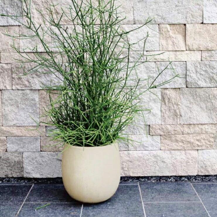 植木鉢 おしゃれ 軽い テラニアスバルーンL 55cm 18号 FRP 軽量 底穴あり プランター 鉢 室内 屋外 鉢植え 観葉植物 多肉植物 塊根の画像