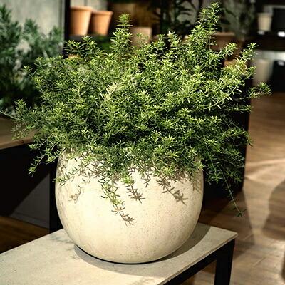 植木鉢 おしゃれ 軽い テラニアスローバルーンL(2色) 55cm 18号 FRP 底穴 プランター 鉢 室内 屋外 鉢植え 観葉植物 多肉植物 塊根の画像