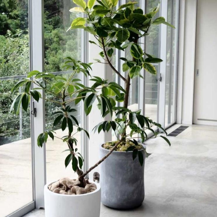 植木鉢 おしゃれ 大型 軽い バスクミドル L 44cm 14.5号 穴あり 背の