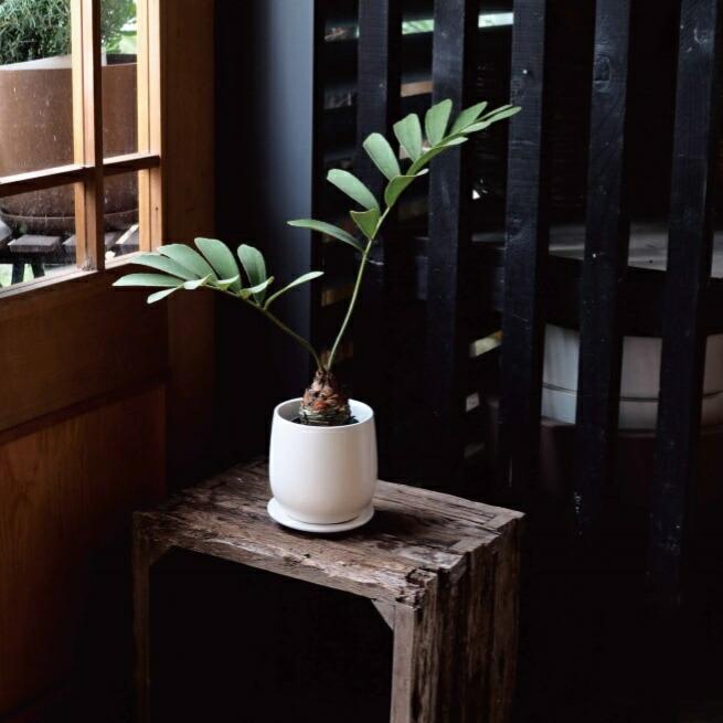 植木鉢 おしゃれ 陶器鉢 オストボールM 17cm 5.5号 穴あり 皿あり ツヤ