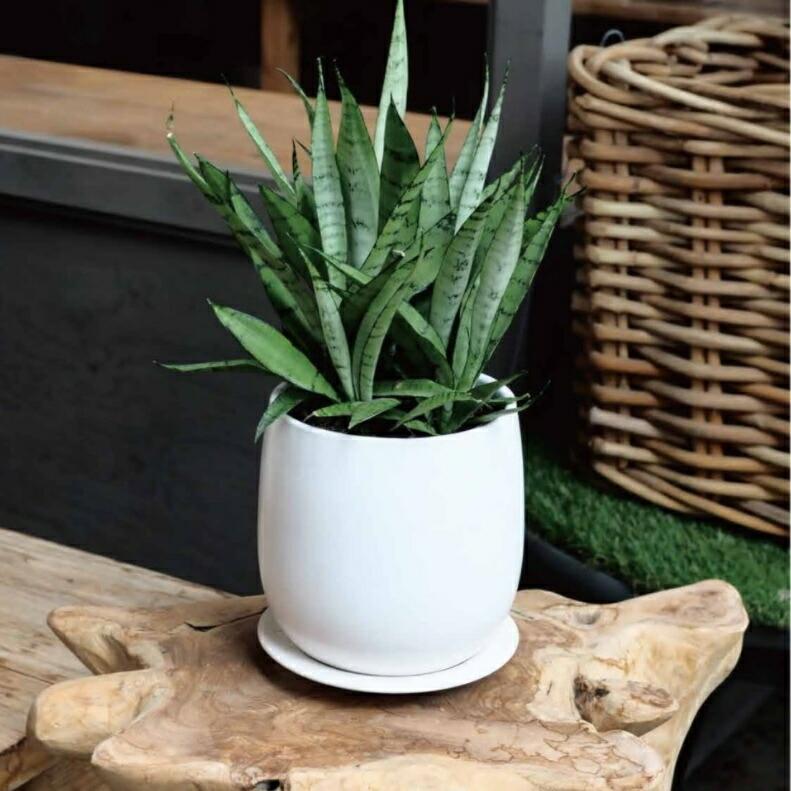 植木鉢 おしゃれ 陶器鉢 オストボールL 20.5cm 7号 穴あり 受け皿あり
