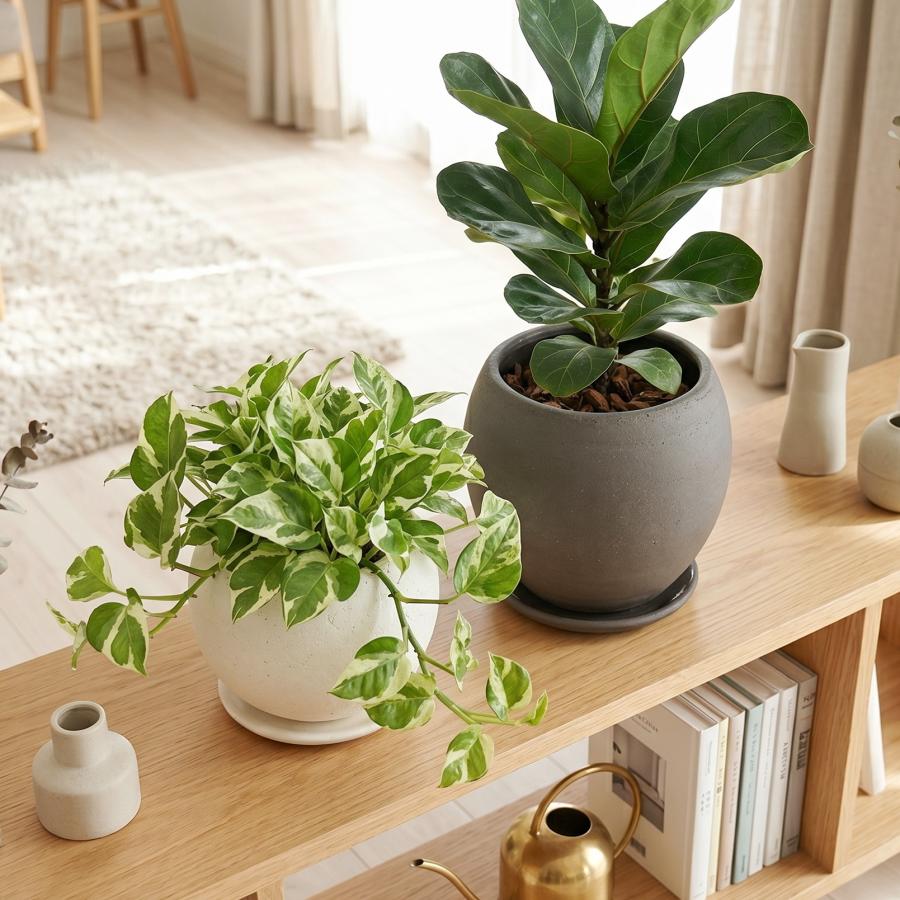 植木鉢 おしゃれ 陶器鉢 エッジボールL(2色) 16cm 5号 受け皿付 白 黒