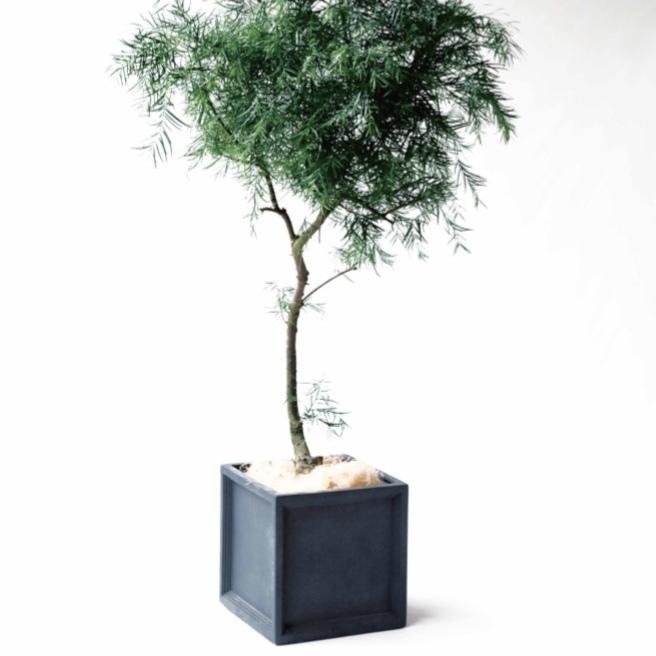 植木鉢 おしゃれ 大型 軽い LLキューブM FRP 47cm 穴あり 正方形 プランター 鉢 室内 屋外 鉢植え 観葉植物 多肉植物 塊根の画像