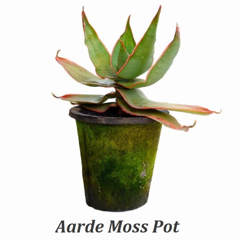 肉球型　植木鉢　屋外イメージ Amazon.co.jp: 植木鉢 室内用プランター 小型植木鉢 F 多肉植物