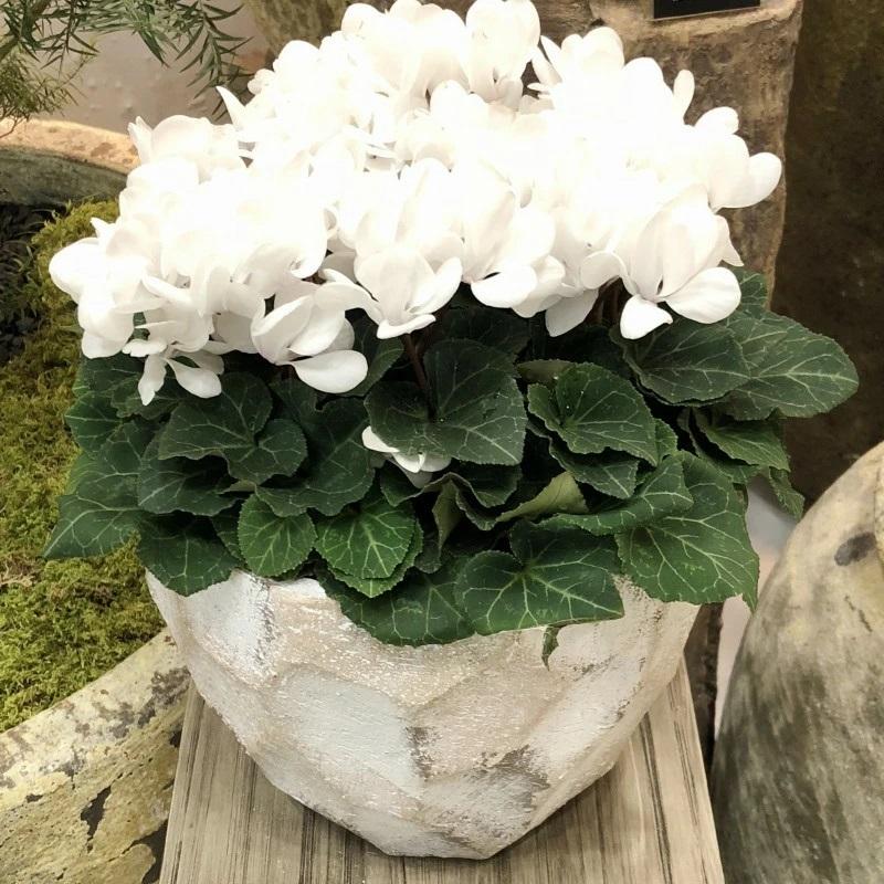 鉢 コンクリート おしゃれ アンシャルL 28cm 穴あり 植木鉢 セメント 9