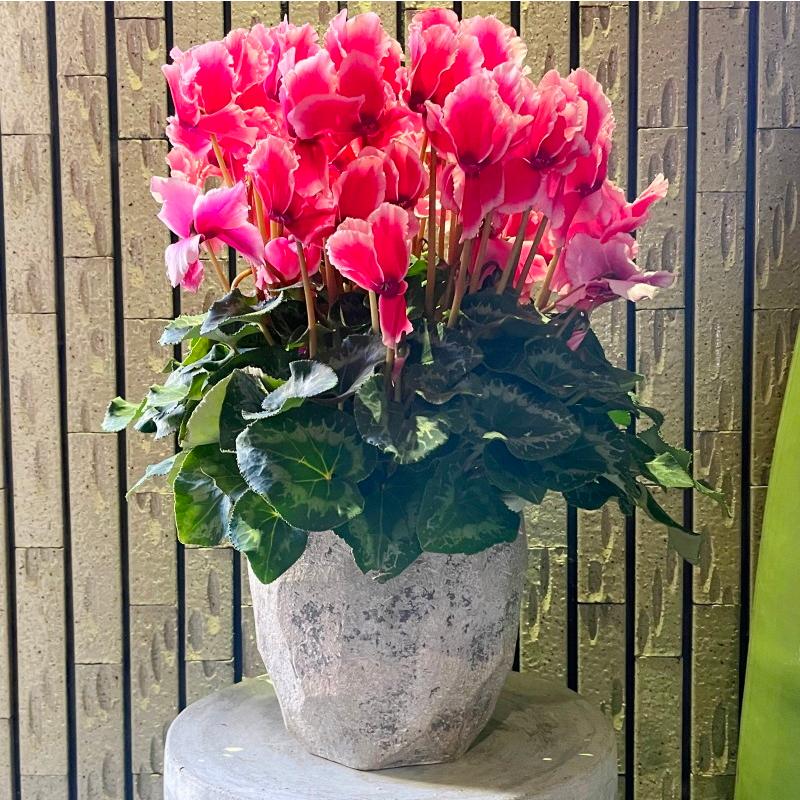 鉢 コンクリート おしゃれ アンシャルL 28cm 穴あり 植木鉢 セメント 9
