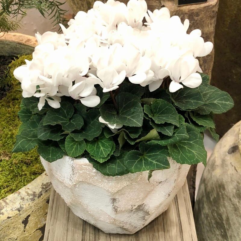 鉢 コンクリート おしゃれ アンシャルM 24cm 穴あり 植木鉢 セメント 8