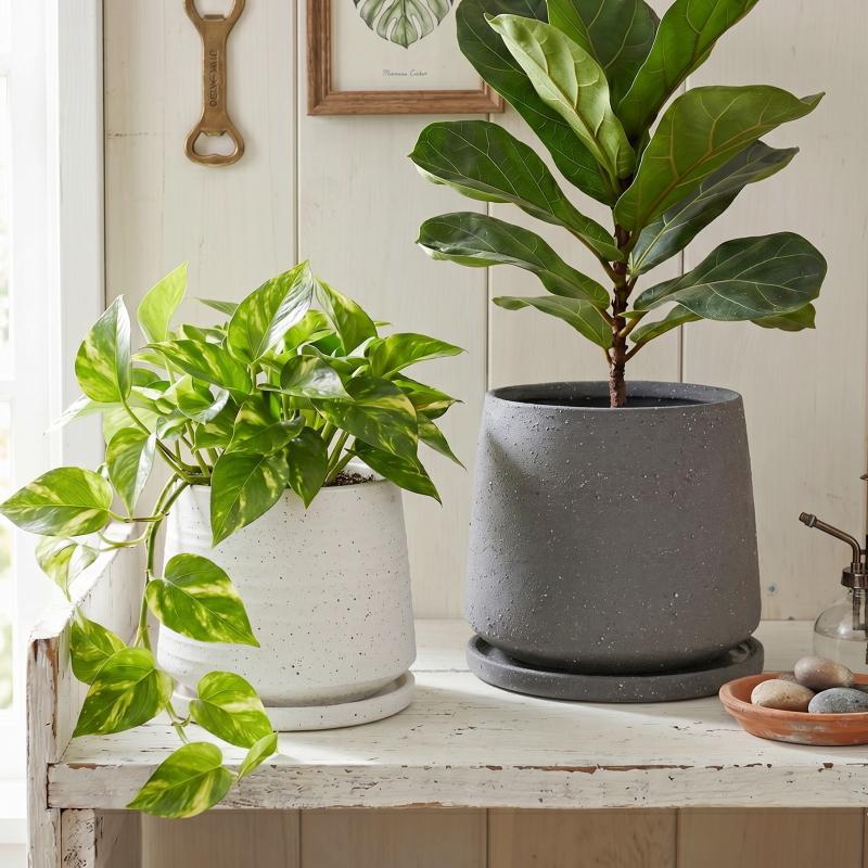 植木鉢 おしゃれ 陶器鉢 イオニアアンフレL (2色) 17cm 5.5号 穴あり