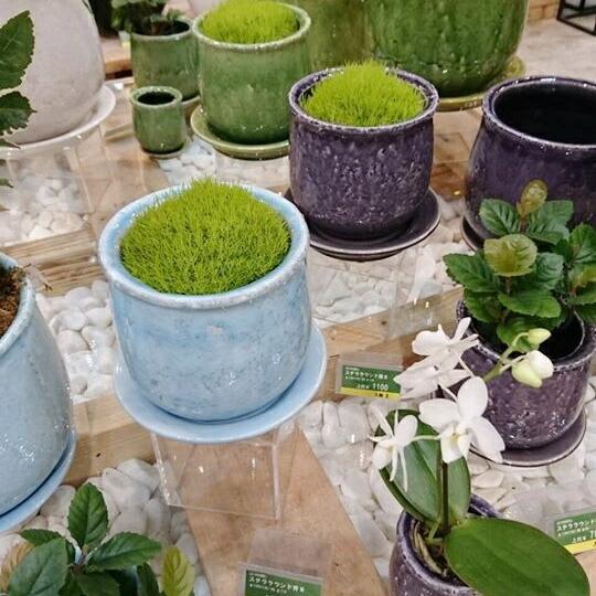 植木鉢 おしゃれ 陶器鉢 ステララウンド S 11cm 4号 穴あり 受け皿付