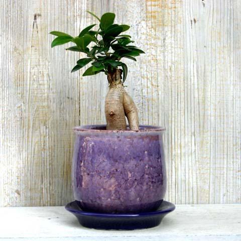 植木鉢 おしゃれ 陶器鉢 ステララウンド S 11cm 4号 穴あり 受け皿付