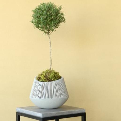 植木鉢 おしゃれ 大型 セメント エディラウンドL (Bk/Gy) 47cm 16号 底穴なし プランター 鉢 室内 鉢植え 観葉植物 多肉植物 塊根の画像